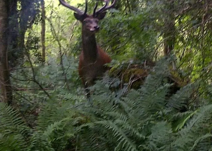 Bed & Breakfast Shepherds 3*